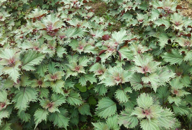 自然豊かな環境で育ったシソやユズ