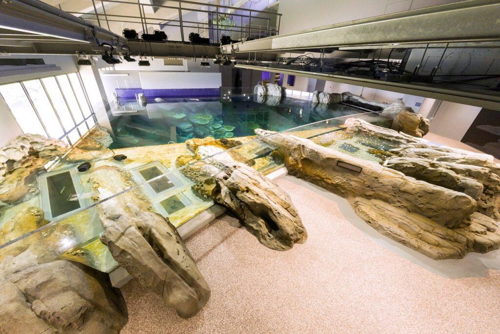 ヒトデやナマコに触れることができる奇岩タッチングコーナー