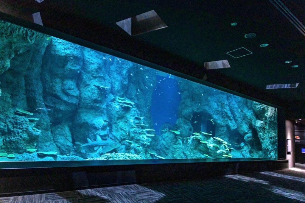 シコロサンゴ群落をはじめとする高知県の天然記念物に指定されている「見残湾の造礁サンゴ」