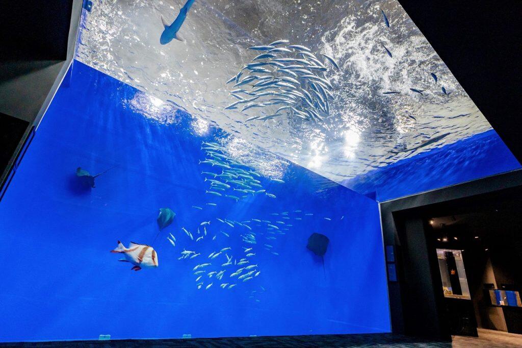 清水サバやアジ、エイなどを正面と真下から楽しめる大迫力の「外洋水槽」