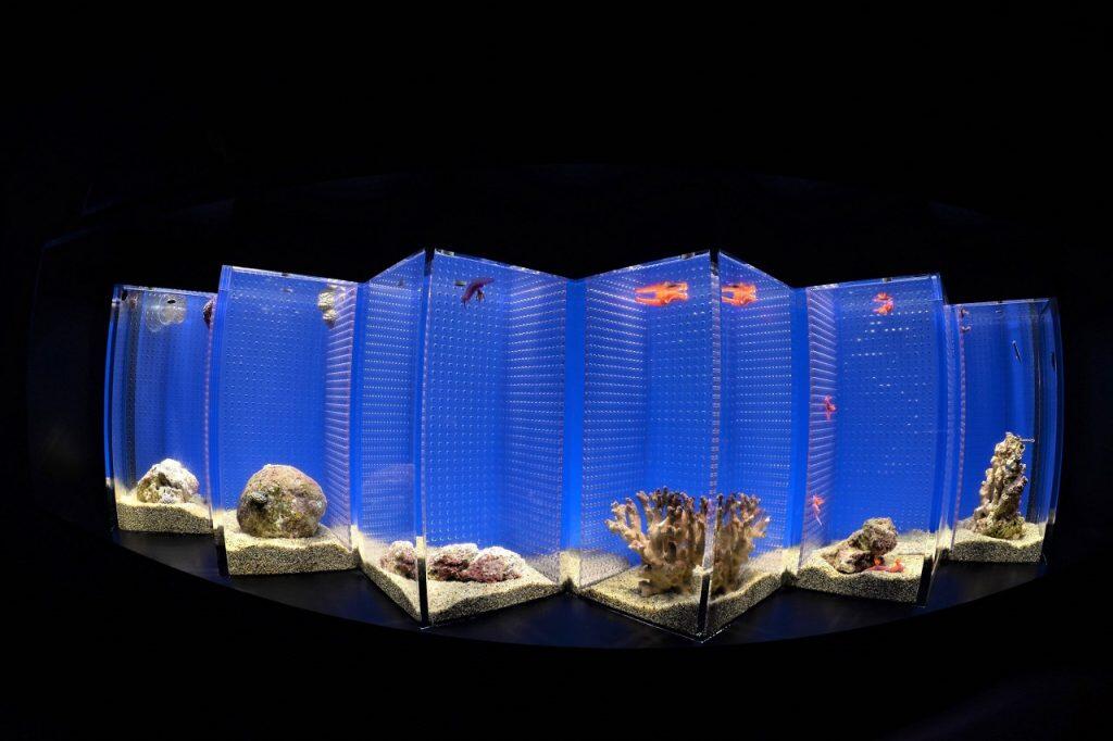 約20種類のウミウシや座って鑑賞できるクラゲのコーナー