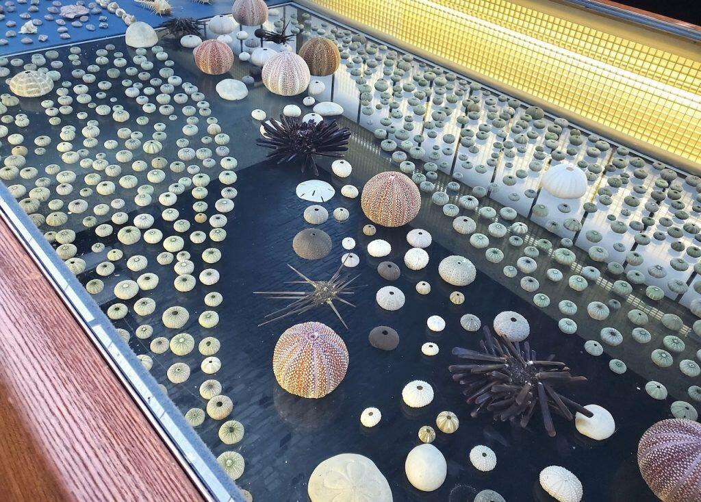 2階へ続く階段を登ると、巻貝や二枚貝、ミドリパプアというカタツムリの殻など、カラフルで明るい貝がお出迎え