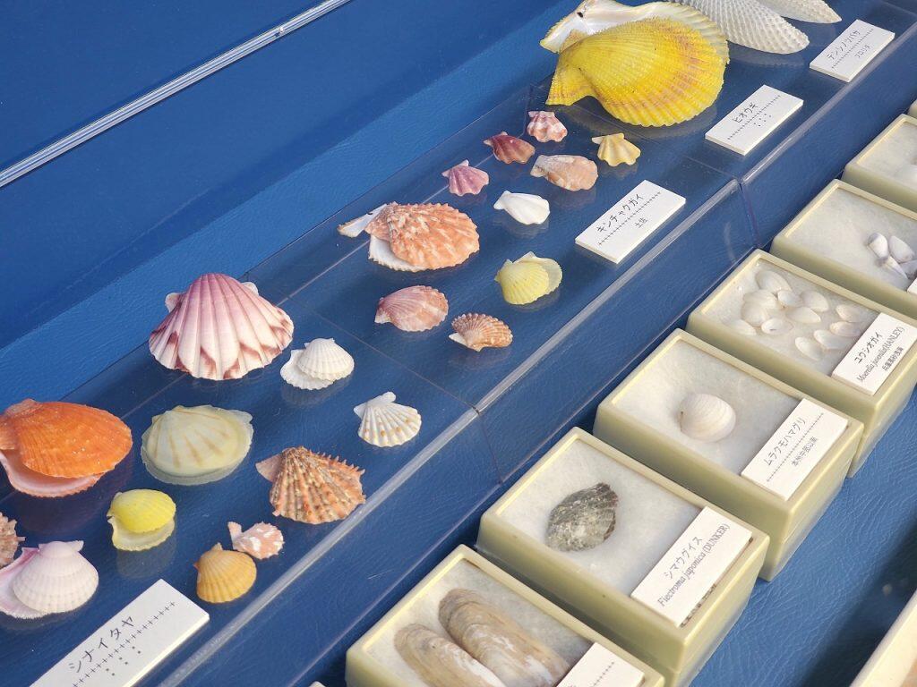2階へ続く階段を登ると、巻貝や二枚貝、ミドリパプアというカタツムリの殻など、カラフルで明るい貝がお出迎え