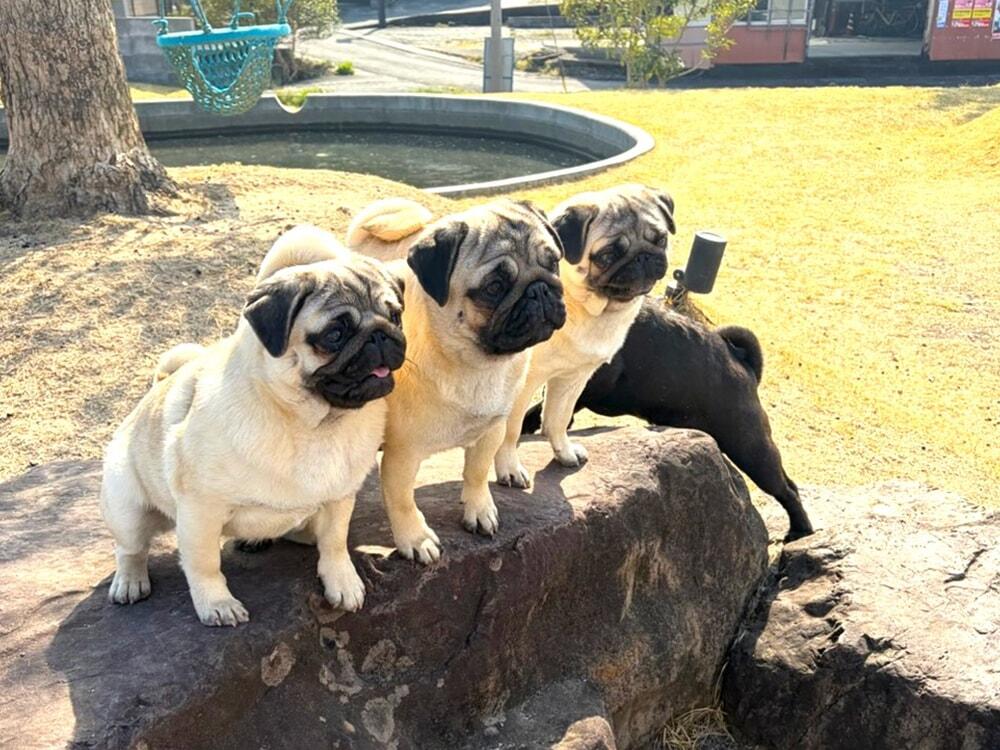 愛犬家の理想が叶う！四万十市WANLIFEでドッグライフを満喫