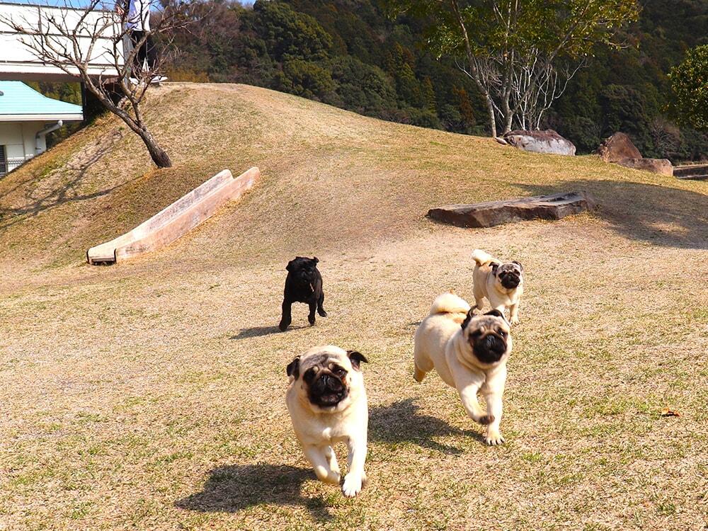 ドッグランエリア内で元気に走るパグ（3匹）の写真
