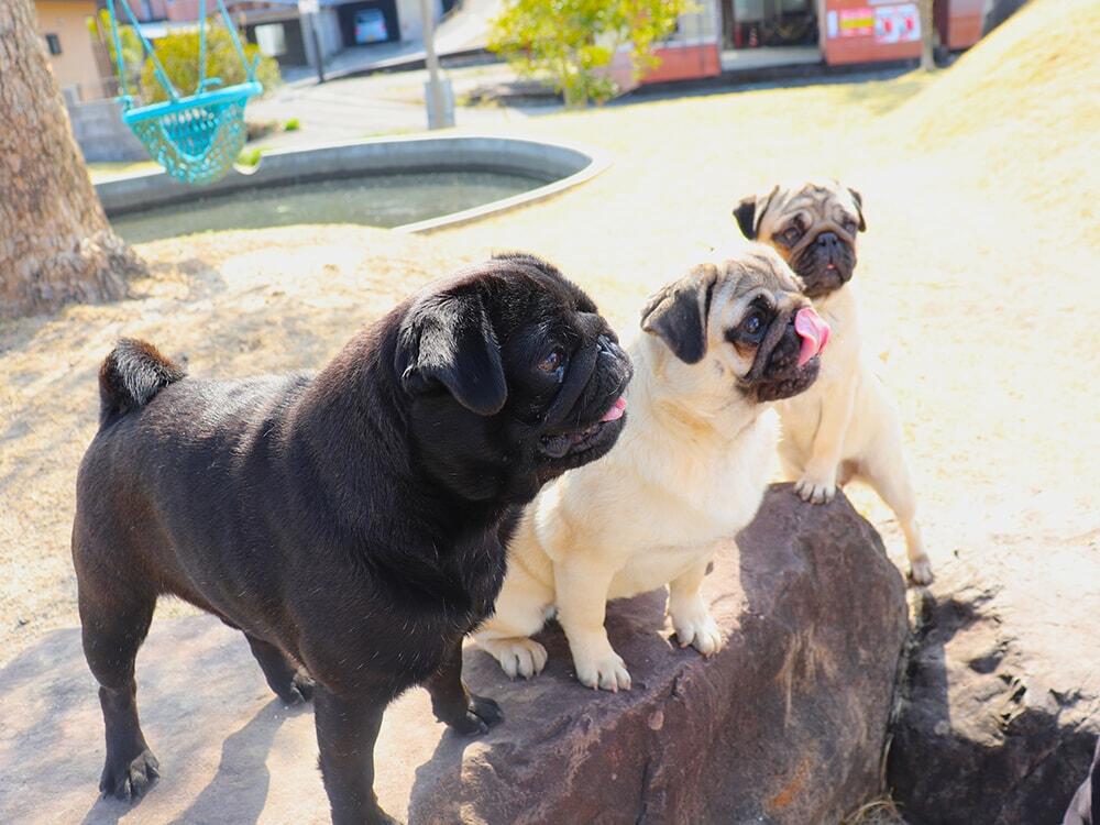 ドッグランエリア内で記念写真をするパグの写真②