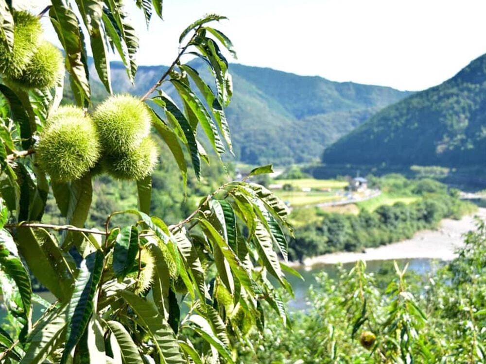 四万十川を望む栗園の写真