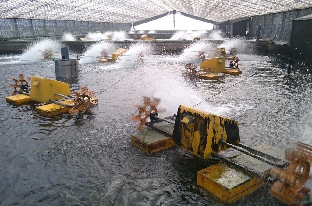 清流・四万十川で採捕したウナギの稚魚を、豊富できれいな地下水を使って育てています