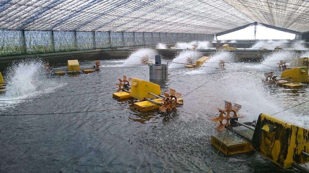 「四万十うなぎ」は、四万十川河口で稚魚を採捕し、大切に育てた自慢のうなぎを提供しています