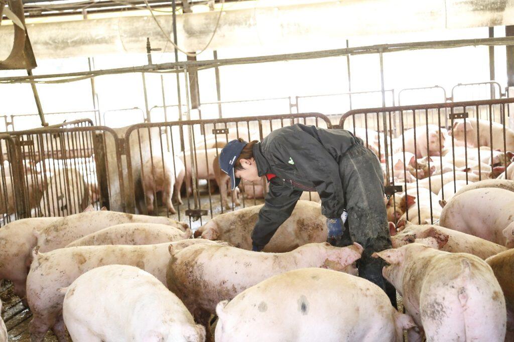 一般的には、豚が生まれてから約180日で出荷するところを210日で出荷しているので、程よくサシの入ったきめ細やかな肉質と風味豊かな味わいが実現している