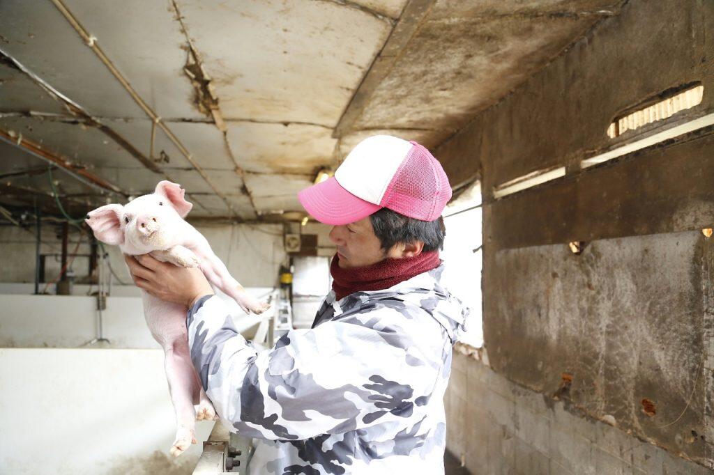 「四国デュロックファーム」では比類なき旨味を目指し、米類・麦類・芋類・大豆を独自配合した液状飼料を与えるリキッドフィードシステムを採用