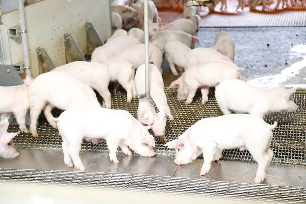 豚の体調を毎日細かくチェックし、その日一番ベストな栄養バランスの飼料を配合することで、夏場でも食欲旺盛