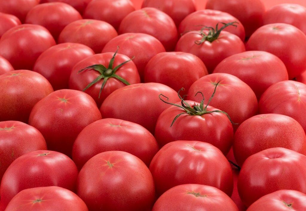 オランダ式の最新技術でトマトを美味しく育てる「四万十とまと」