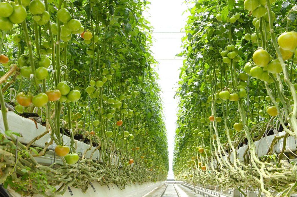 「四万十とまと」では、長期多段栽培と呼ばれる栽培方法