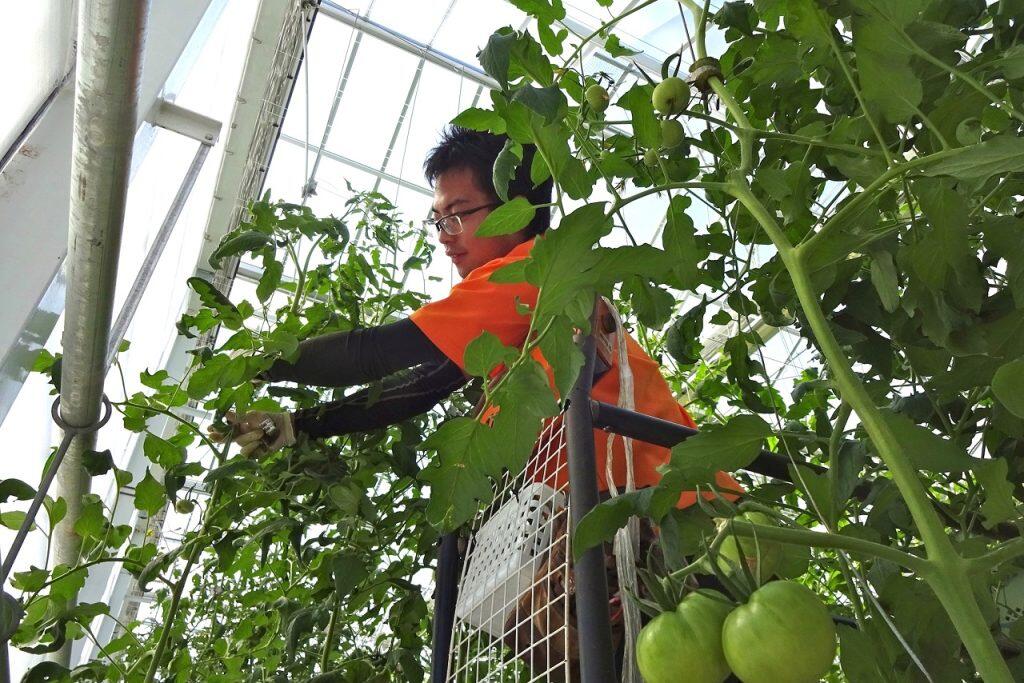 一本の苗から長期間、何度も実を収穫する方法で、オランダ等で開発・実証された技術