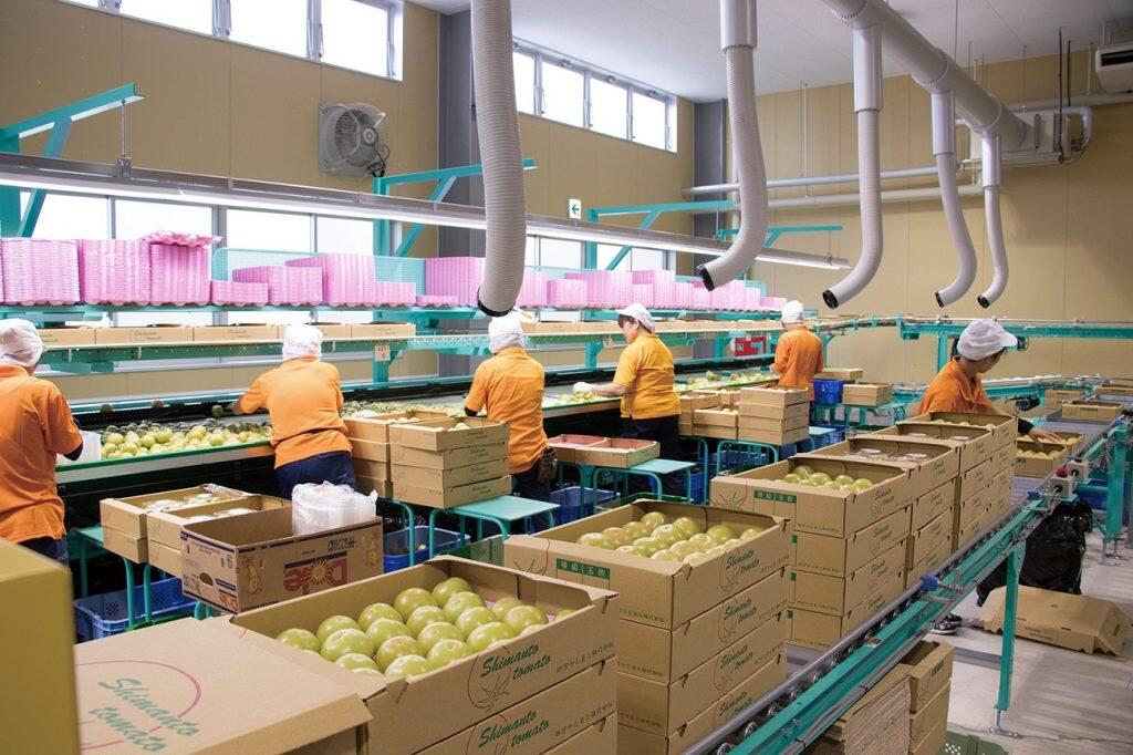 最適な環境の中、熟練スタッフがトマト一つひとつの成長度合いをチェックし手摘みによる収穫