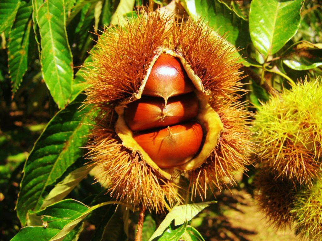 ホクホクあま〜い!里山育ちの大きな「四万十にしとさ蒸し栗」
