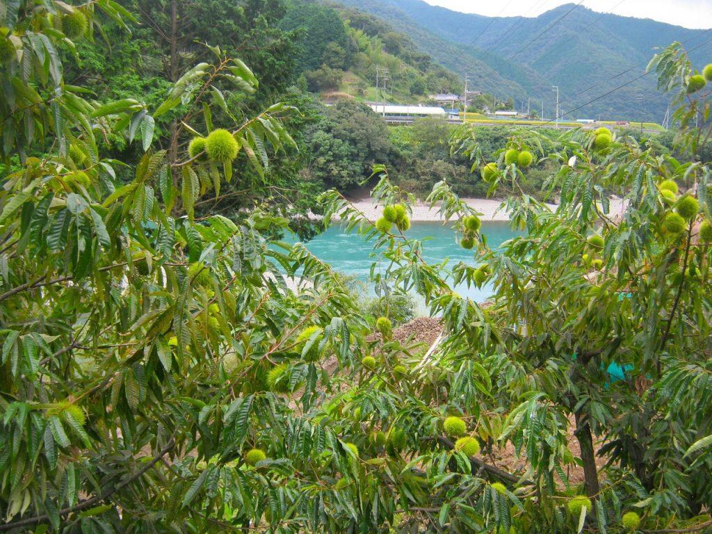 一日の寒暖差が大きい里山で、甘い栗がすくすく育ちます。