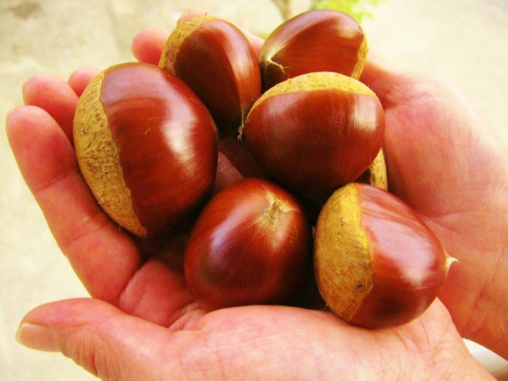 四万十栗のペーストやパウダー、「かんろ煮」や「しぶかわ煮」など、様々な栗商品を生み出しています。