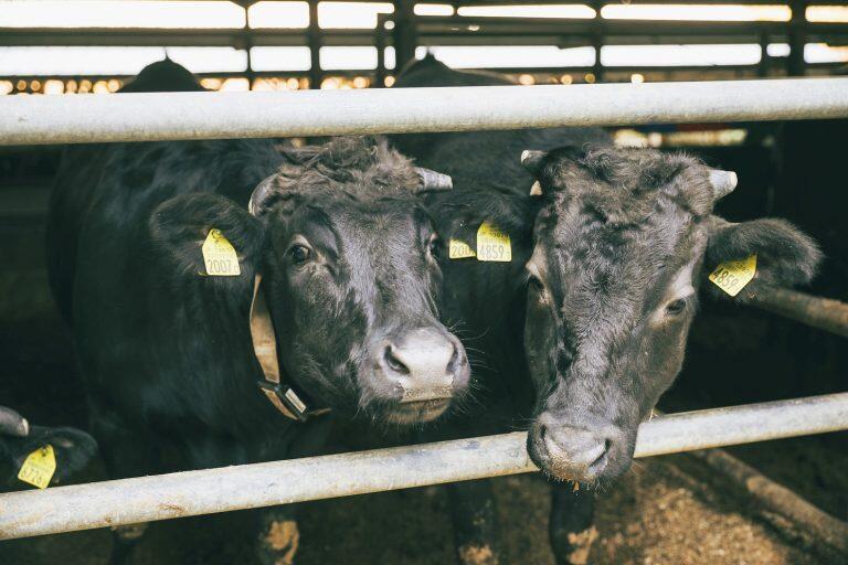 自慢の四万十牛は、『神戸市西部市場銘柄和牛共進会』で優秀賞、『JA高知県肉牛枝肉共励会』で最優秀賞、『全畜連歳末連合枝肉共励会』で優良賞などを受賞している、素晴らしい品質