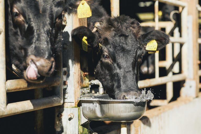 良質な稲藁を食べ、谷から引いた清らかな水を飲んで、すくすくと健やかに育っています