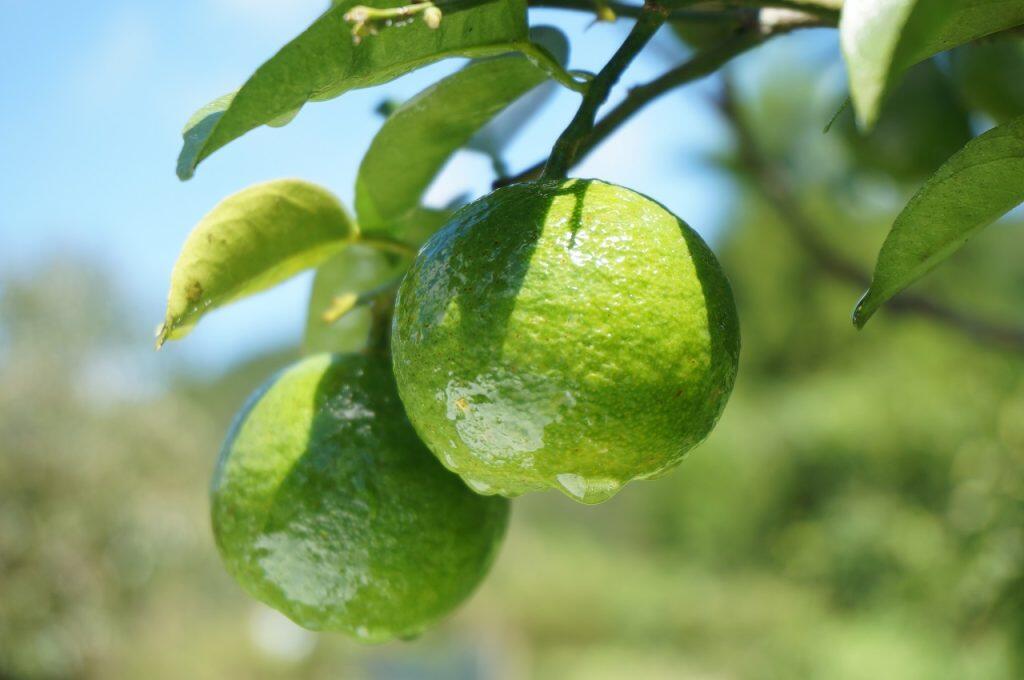 四万十のイチオシ「ブシュカン」