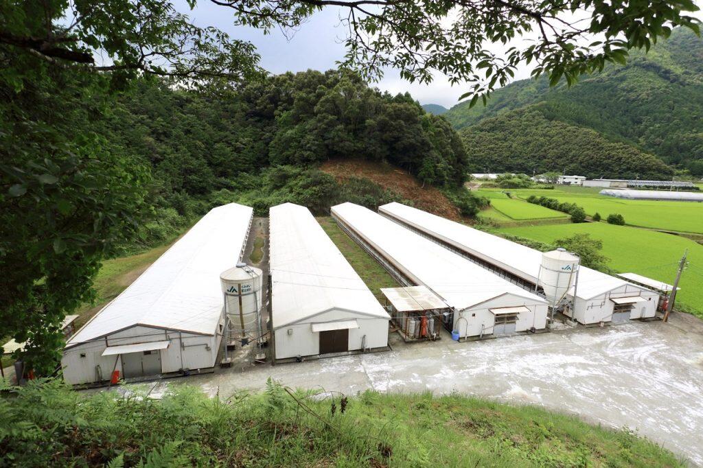 四万十鶏の美味しさの決め手は、餌・水・飼育環境