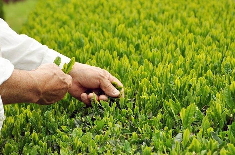 茶畑は傾斜地にあり大型の機械が入らないため、初夏に手刈りで茶葉を収穫