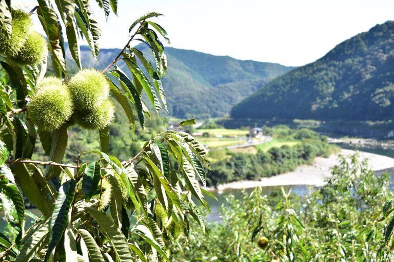 しまんと地栗は、清流・四万十川中流域の日当たりの良い斜面で育てられた、大粒の甘〜い栗