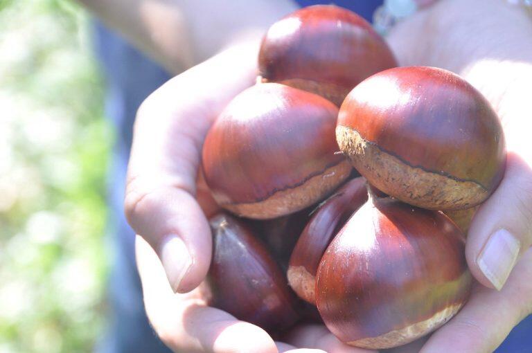 しまんと地栗は、清流・四万十川中流域の日当たりの良い斜面で育てられた、大粒の甘〜い栗