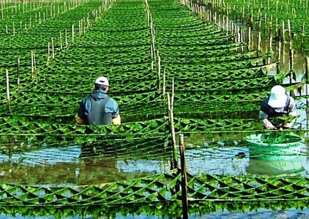 四万十川流域で育つ「青のり」や「青さのり」に情熱を注いできた、明治40年創業の老舗「加用物産」