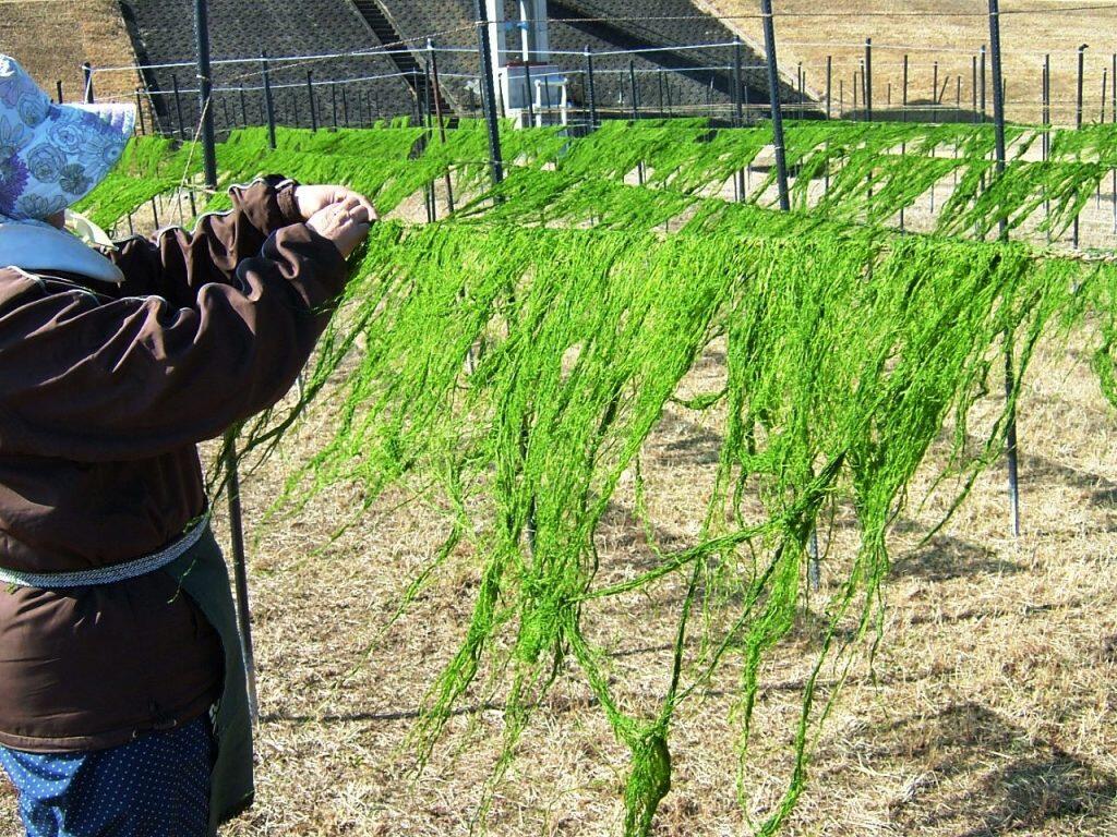 四万十川流域で育つ「青のり」や「青さのり」に情熱を注いできた、明治40年創業の老舗「加用物産」