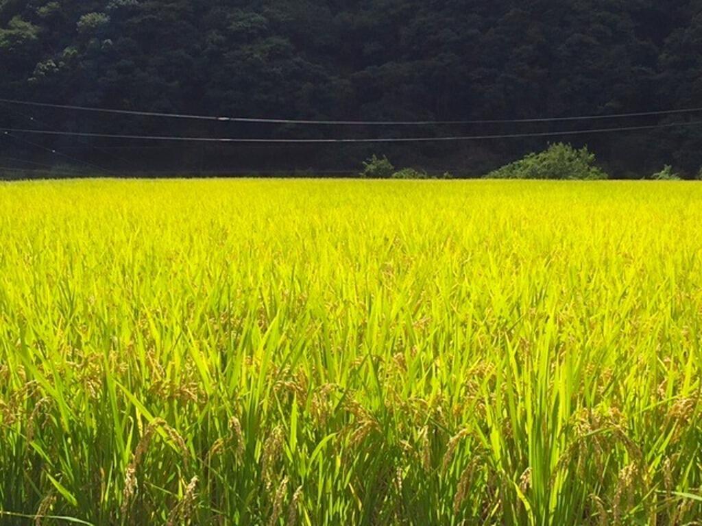 一反に満たない小さな田んぼなので、水まわりがよくムラのないお米に仕上がるそうです。