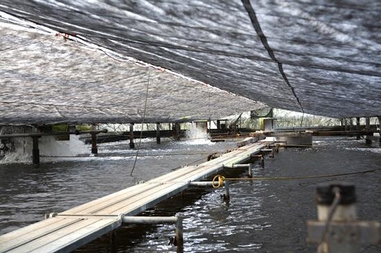 四万十うなぎ養殖場