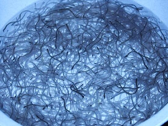 四万十川河口で採捕したシラスウナギ