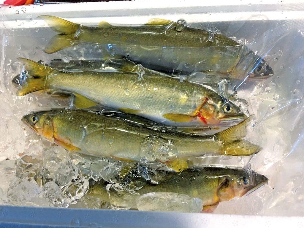 四万十川産天然鮎」は、一年で一番鮎が美味しいといわれる夏に、店主が川漁師の元に直接出向いて仕入れたもの。