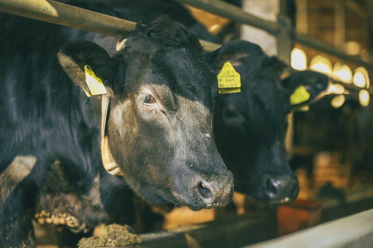 牛たちが過ごしやすい環境や健康を第一に考えた肥育