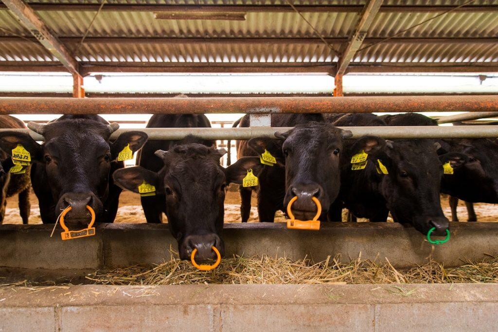 寝床には地元の製材所などからいただいた杉やヒノキのおが屑を敷くなど、牛がゆったりとストレス無く過ごせる環境づくりを徹底。飼料には地元で取れる稲藁(いなわら)、飲み水には四万十川支流の水を引き、いつでも新しい水をたっぷりと飲めるようにしている