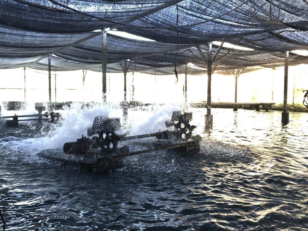 養殖池の水は優化装置で弱アルカリ性のイオン水にし、池の底に活性炭を埋め込むことで薬品を使わずに水の浄化を行っています。