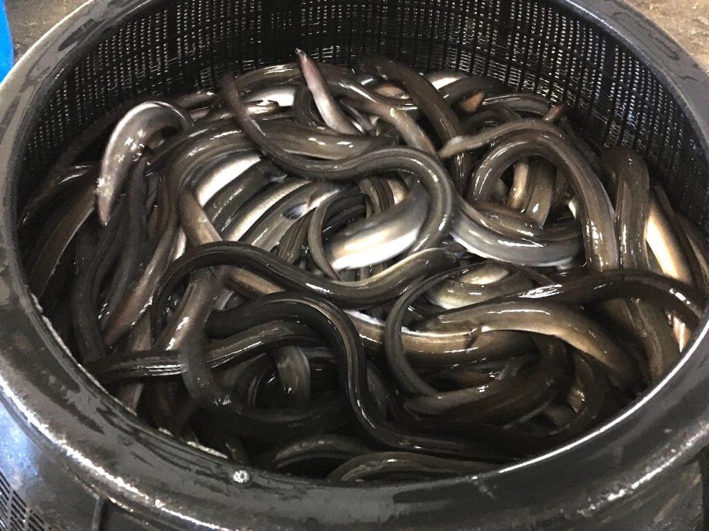 環境を良くし十分に運動させることにより健康で、引き締まった厚い身と固めの皮をもつ天然ものと遜色ないうなぎが育つそうです。