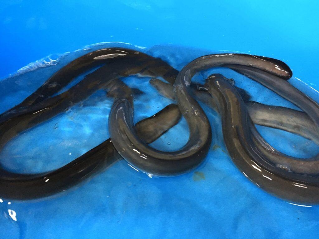 環境を良くし十分に運動させることにより健康で、引き締まった厚い身と固めの皮をもつ天然ものと遜色ないうなぎが育つそうです。