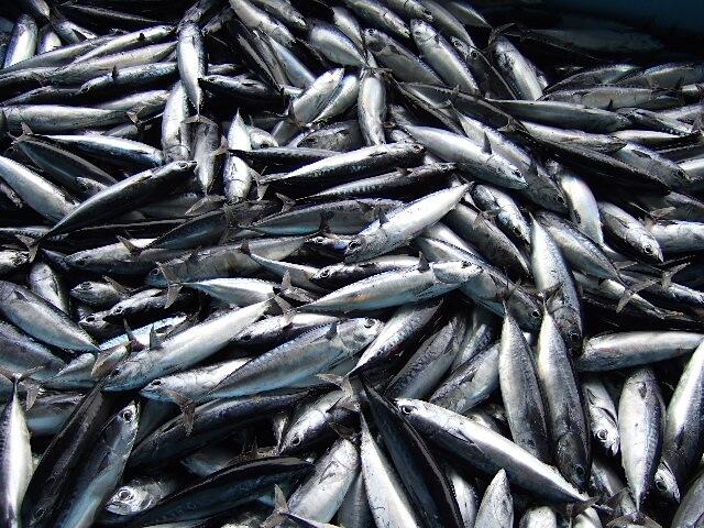 本物の味と薫りが楽しめるこだわり製法の宗田節