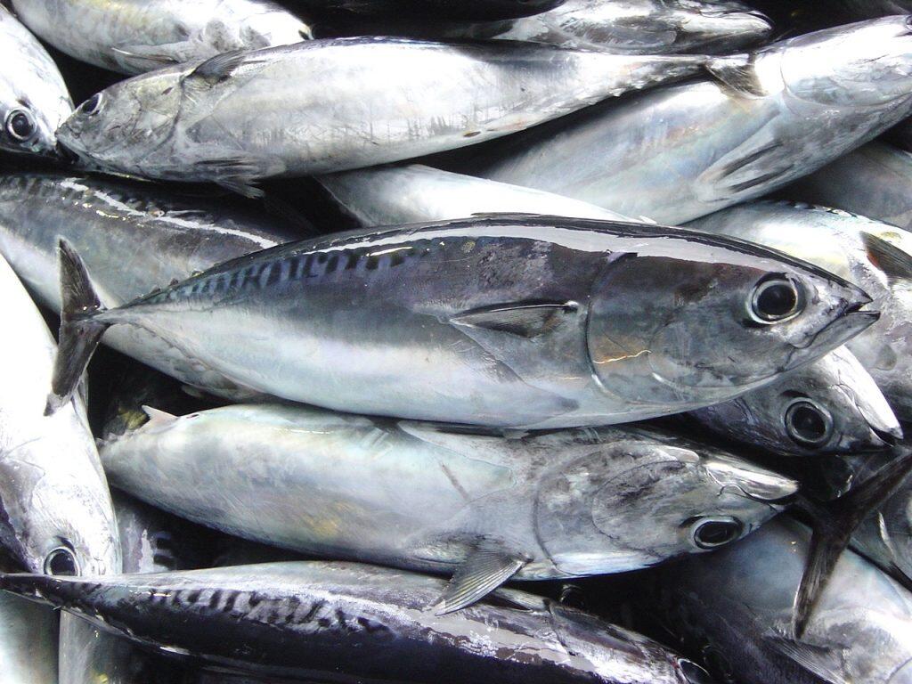 漁獲量全国一！