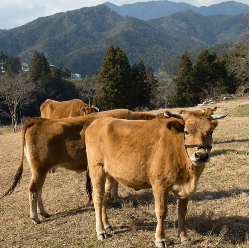 高知県の大自然で育った「土佐あかうし」