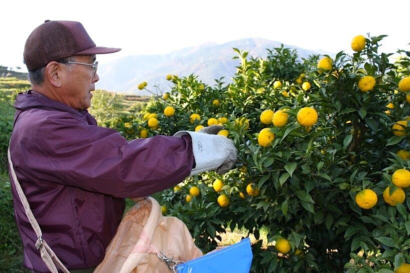 「わんぱくゆずジュース」に使用しているゆずは、昼夜の寒暖差が激しい高知県の山間部で栽培されているので、とても香り高く、豊かな酸味が特徴。