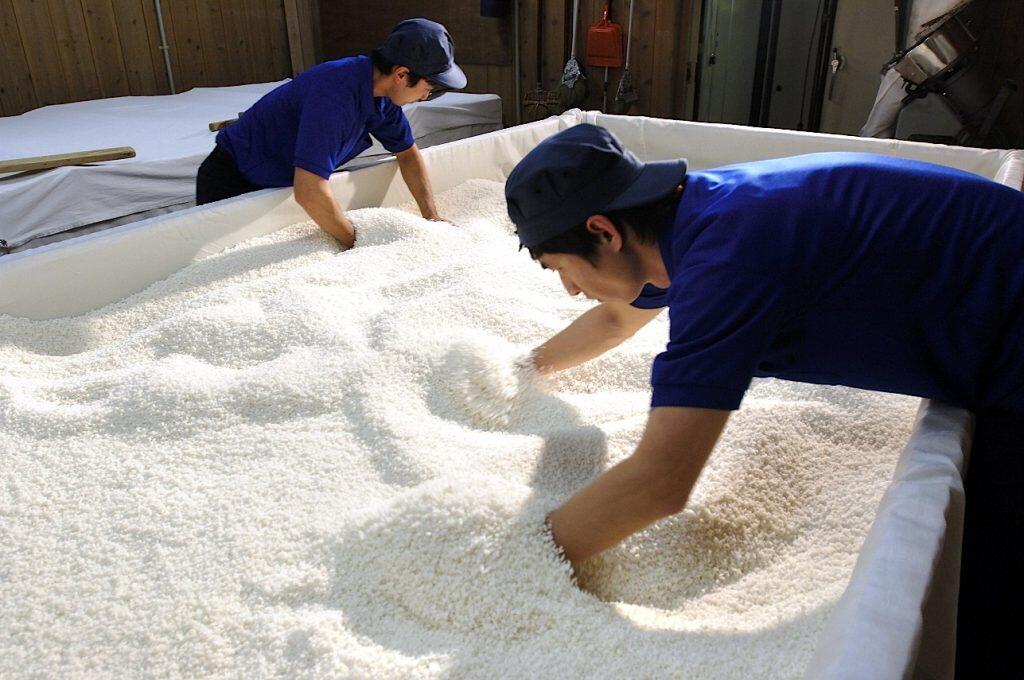 それぞれの仕込みは同一品種、同一精米歩合のお米を使用しているそうです