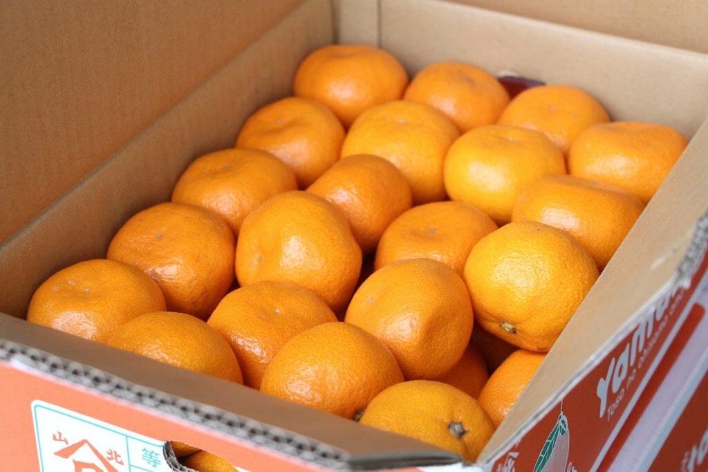 店内に並んだフルーツは、すぐにでもかぶりつきたくなるくらいどれもツヤツヤ♪