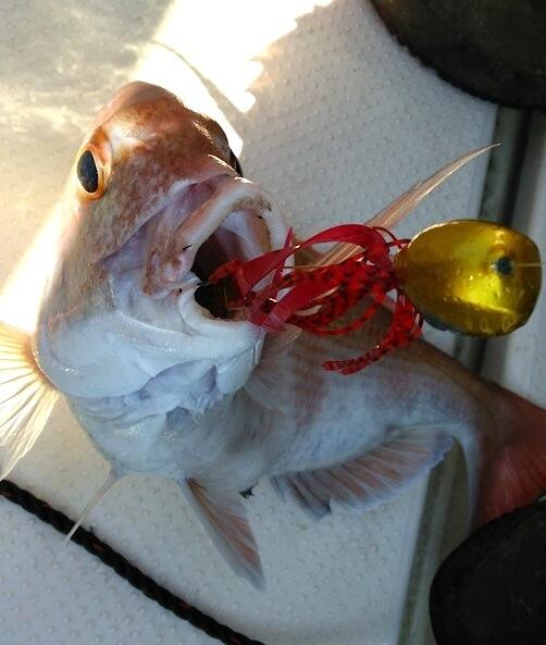 鯛玉という鉛にスカートと呼ばれるヒラヒラのラバーなどを付けた「タイラバ」で釣ります