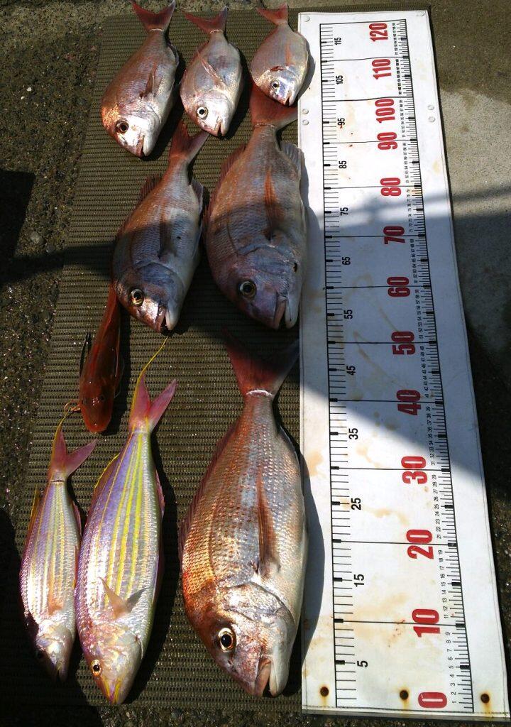 釣れるタイの大きさはと言うと、なんと50〜60cmは当たり前! 60~70cm級のタイもよく釣れるんだとか!