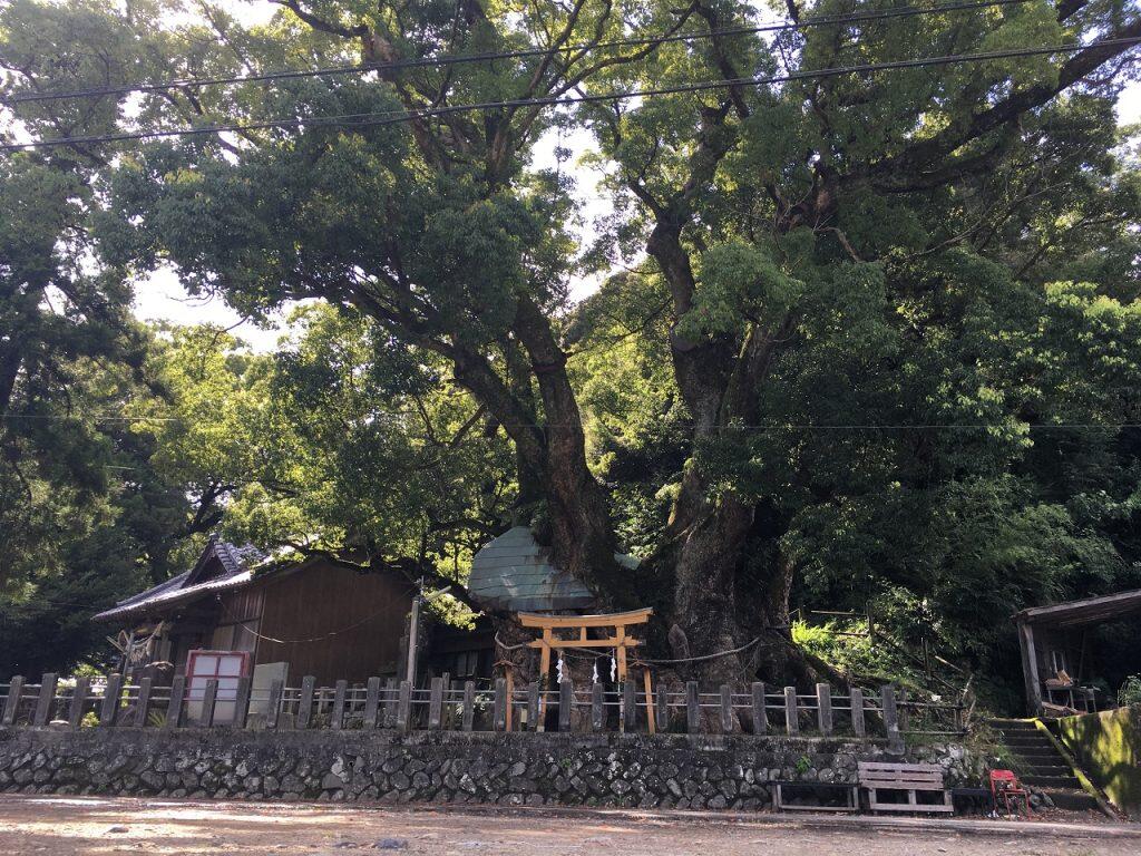 推定樹齢、千三百年!「大谷のクスノキ」